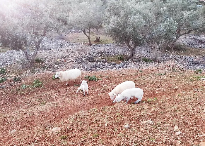 ホームステイ No Stress On